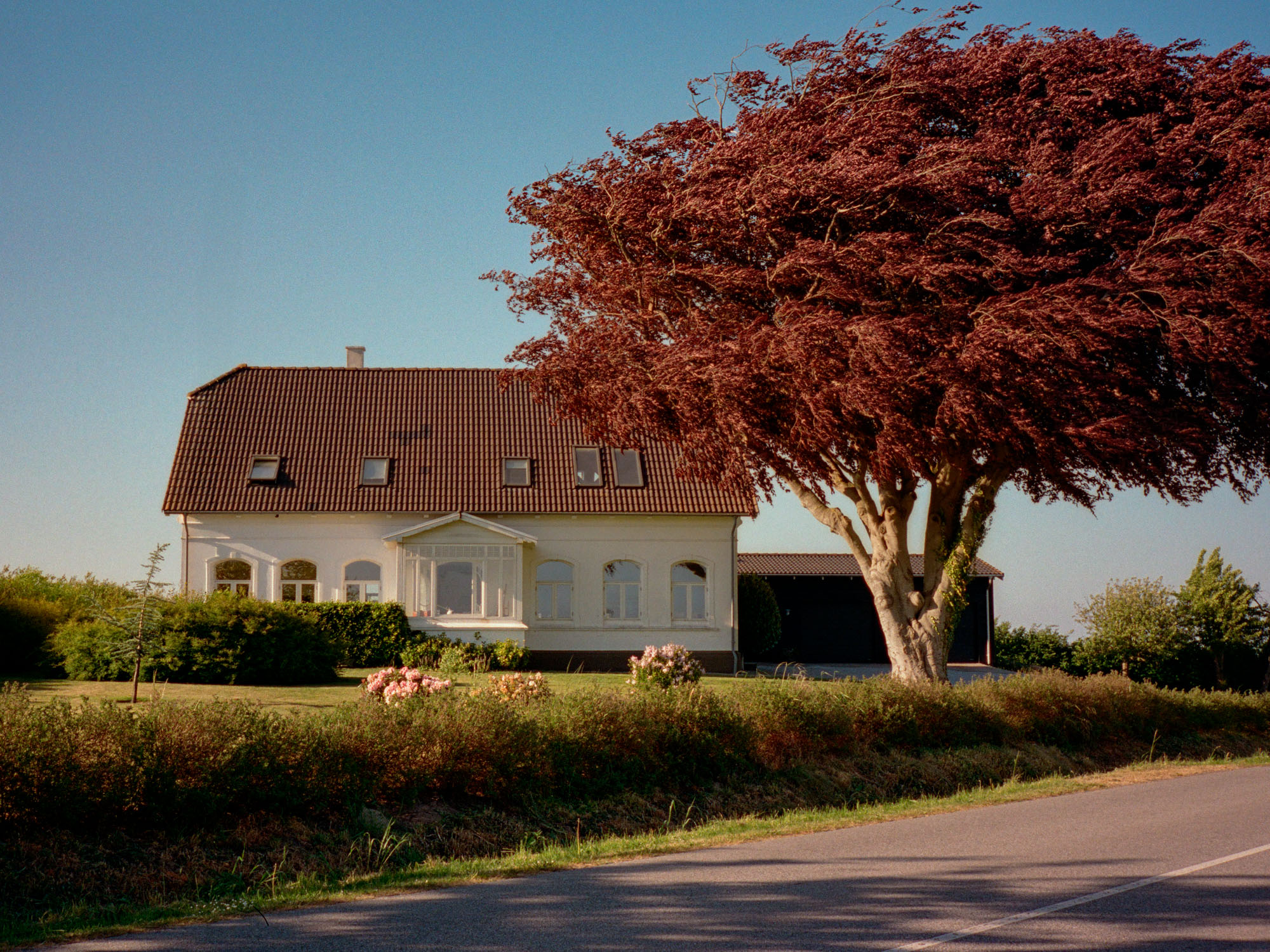 A white house with a red roof and a large red tree on a sunny day.