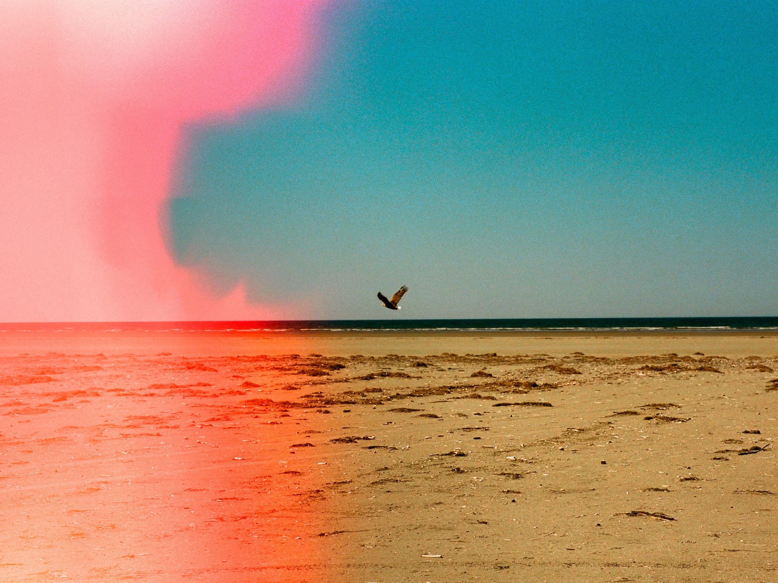 A large bird soaring over a sandy beach and ocean with a prominent pink and teal light leak effect.